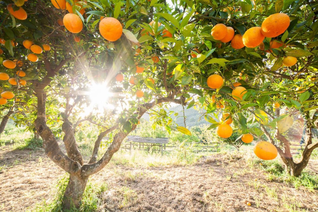 Calabrialcubo Agriturismo Nocera Terinese Eksteriør bilde